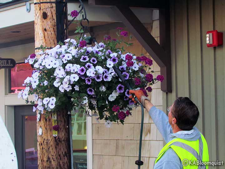 watering flowers